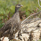 Francolin criard