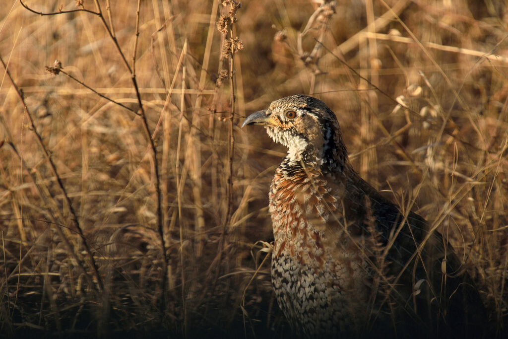 Shelley's Francolinadult