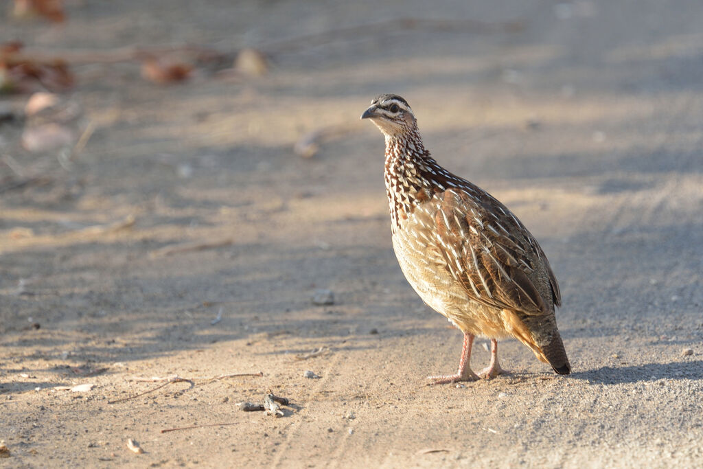 Francolin huppé femelle adulte