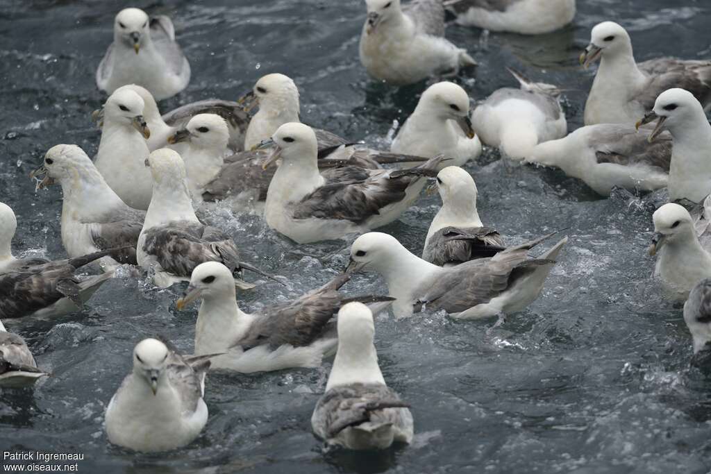Fulmar boréaladulte, pêche/chasse, Comportement