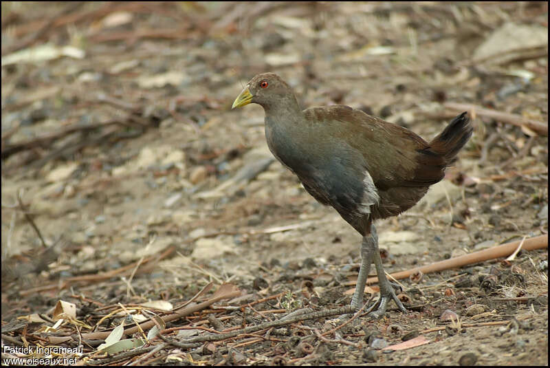 Tasmanian Nativehenadult