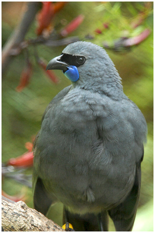Glaucope de Wilsonadulte