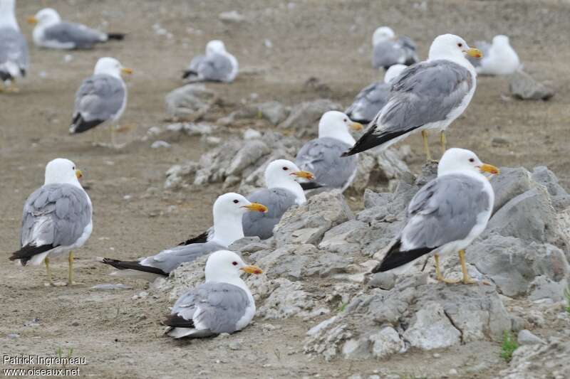 California Gulladult breeding, habitat