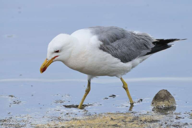 California Gulladult breeding, walking, fishing/hunting