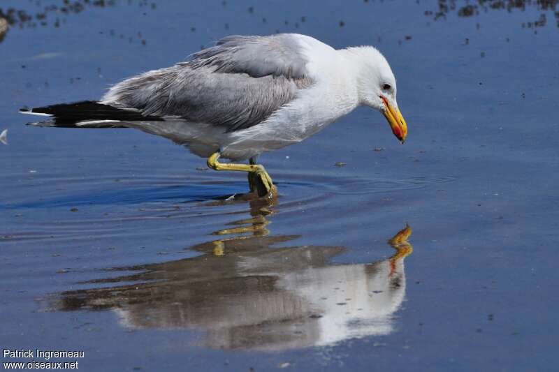 California Gulladult breeding, walking, fishing/hunting