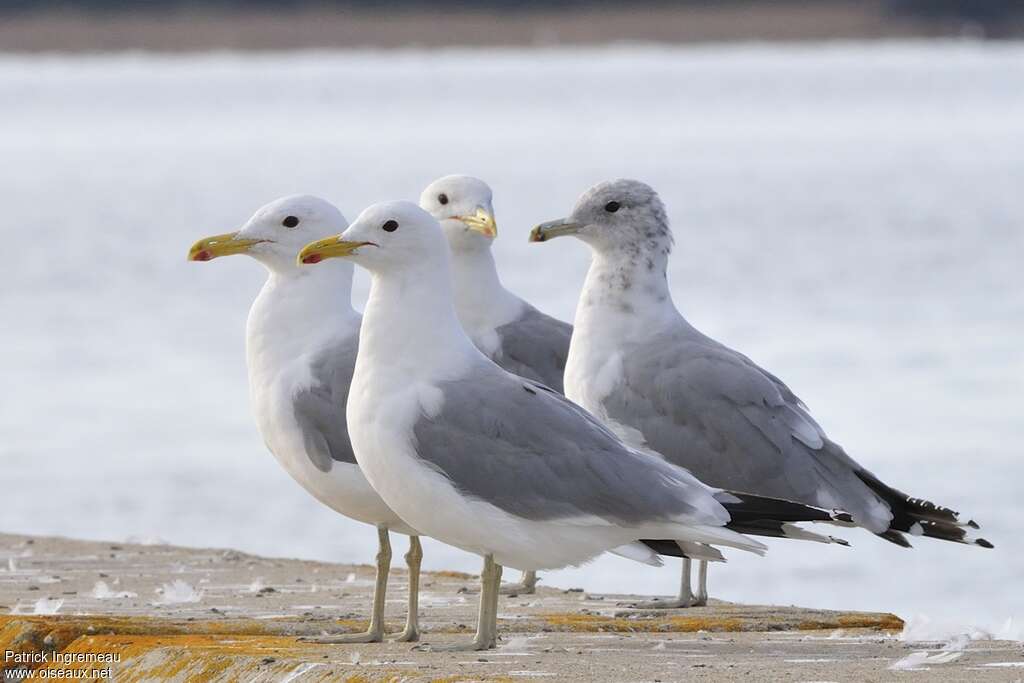 California Gull, habitat, aspect