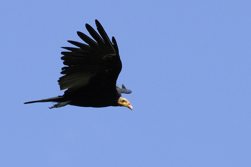 Greater Yellow-headed Vultureadult