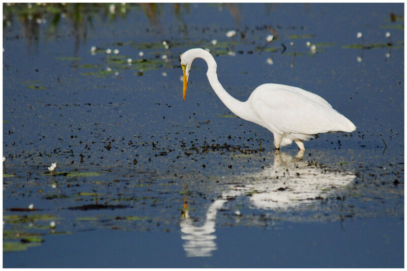 Great Egretadult