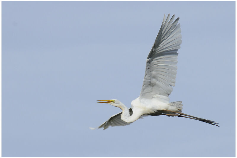 Great Egretadult