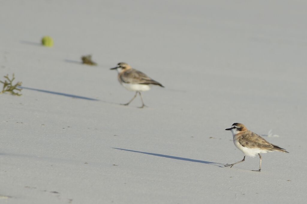 White-fronted Ploveradult