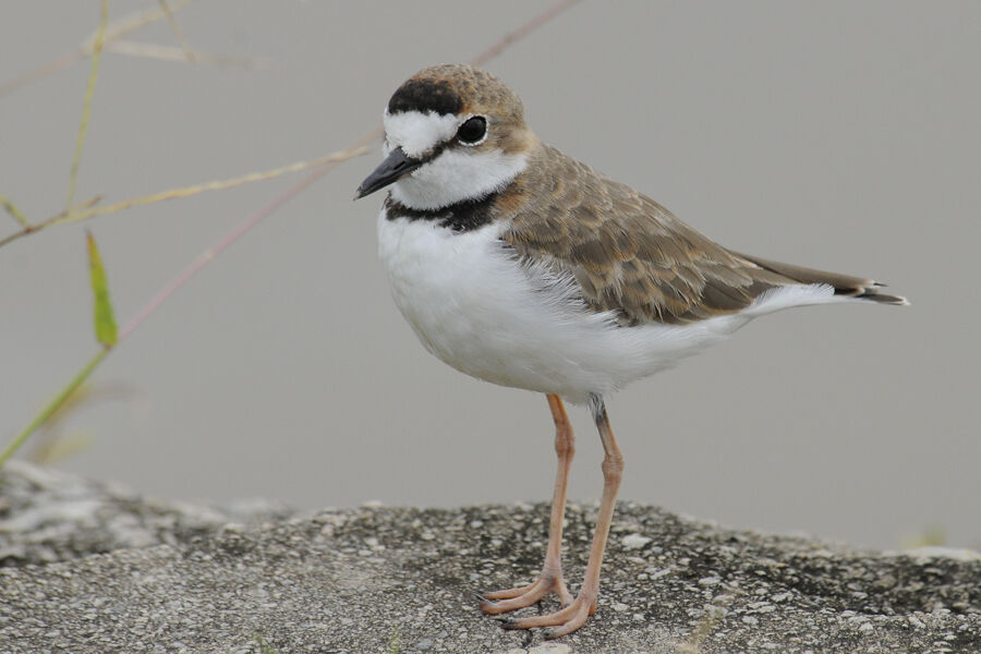 Collared Ploveradult post breeding
