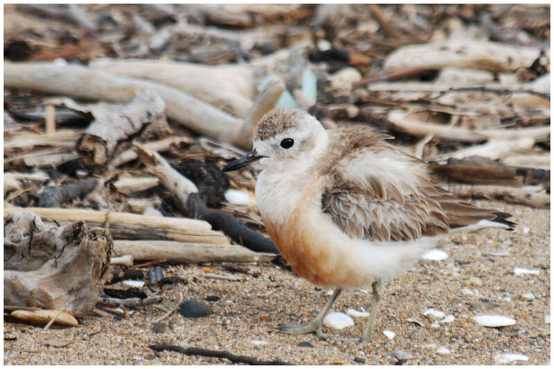 New Zealand Ploveradult breeding