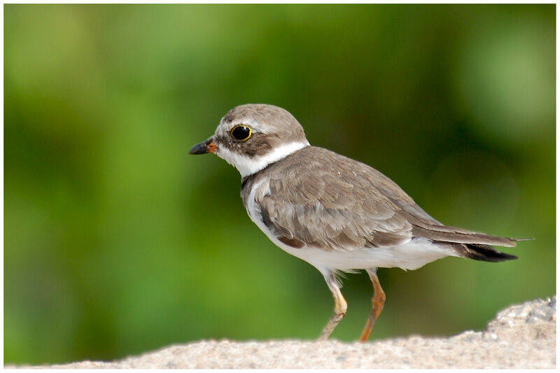 Semipalmated Ploveradult post breeding