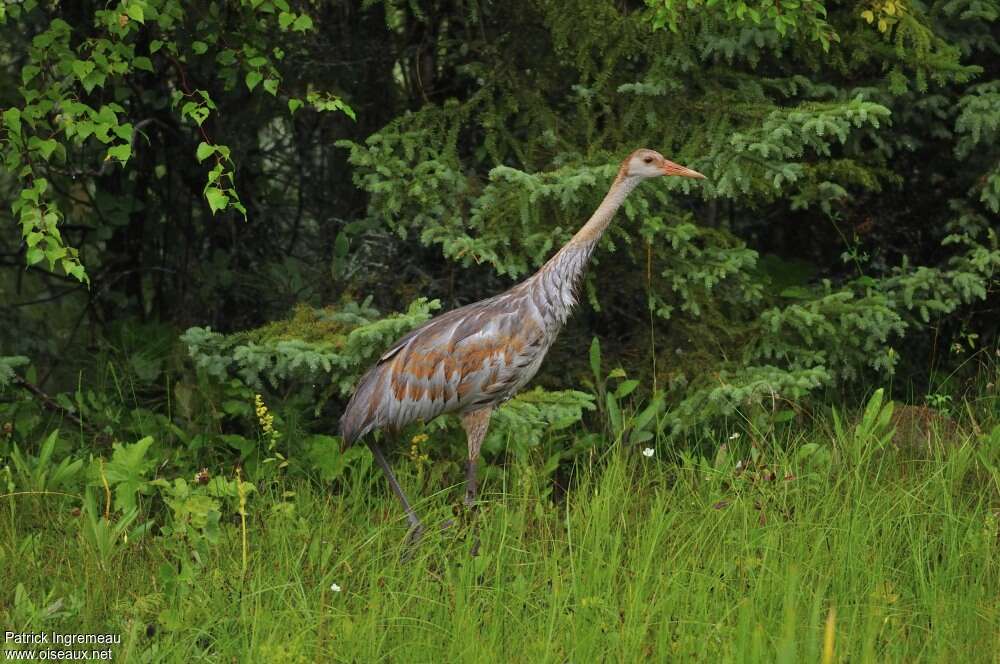 Sandhill Cranejuvenile