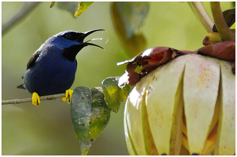 Purple Honeycreeper male adult
