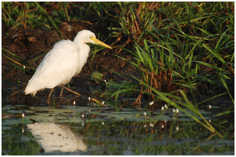 Medium Egretadult