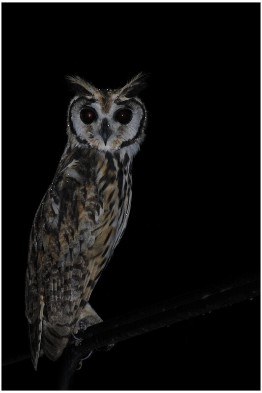 Hibou striéadulte