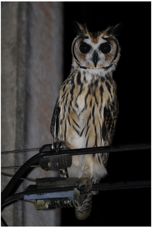 Hibou striéadulte