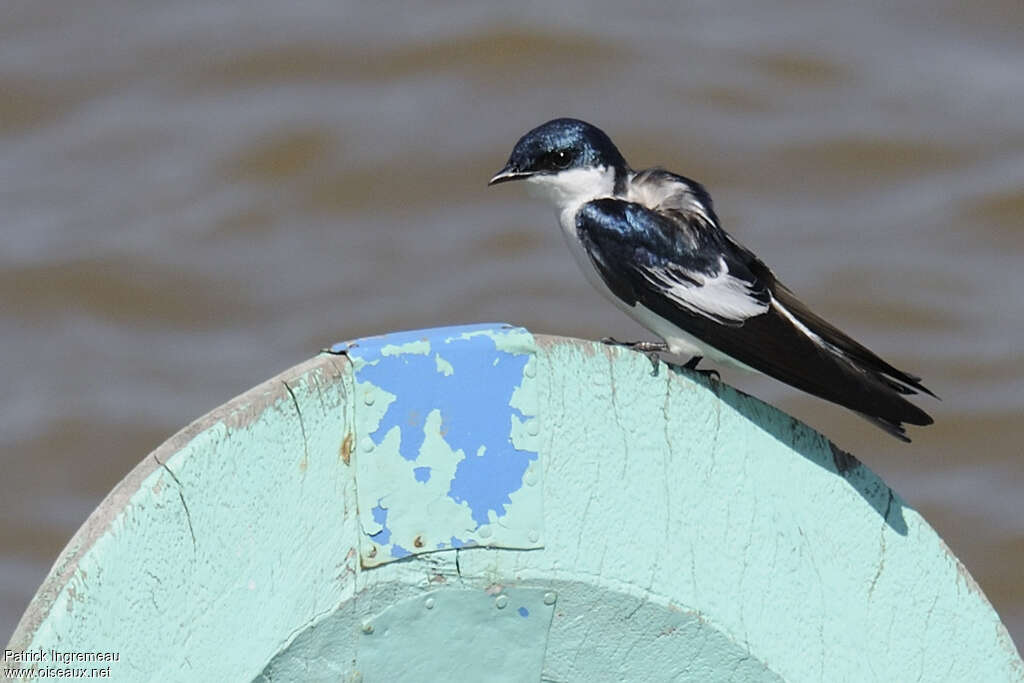 White-winged Swallowadult, identification