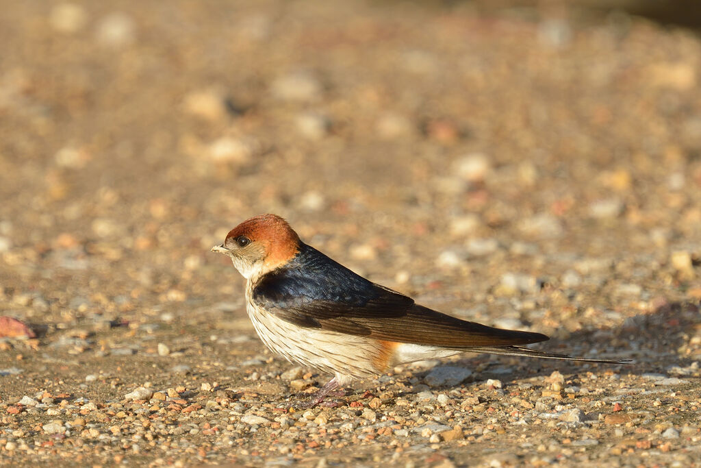 Hirondelle à tête rousseadulte