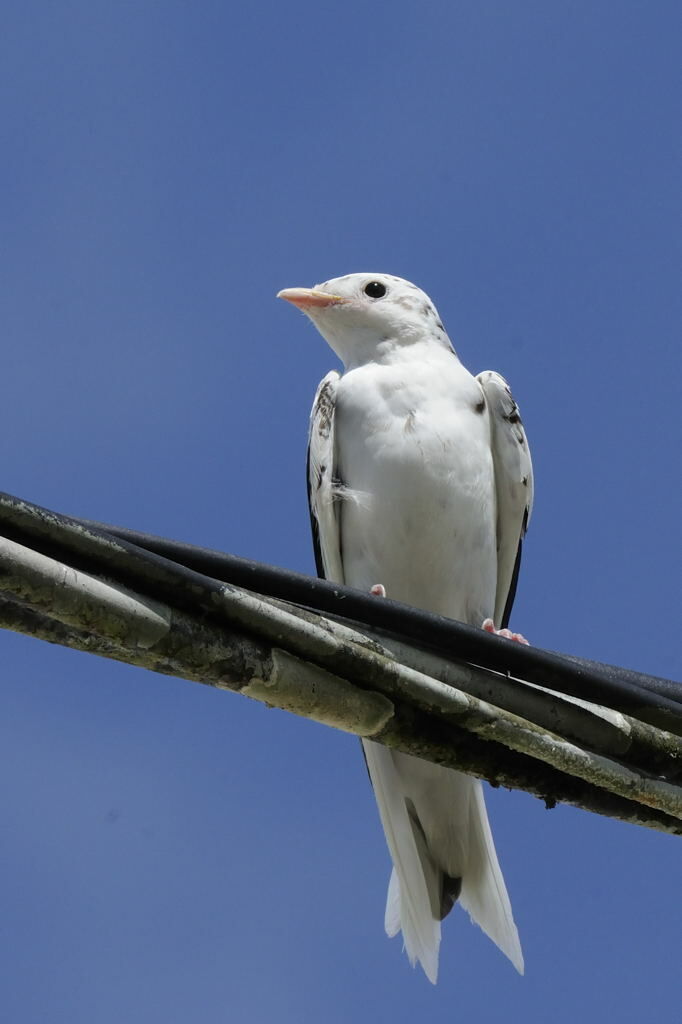 Grey-breasted Martinadult