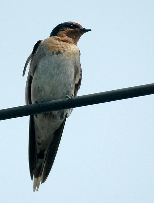 Tahiti Swallow