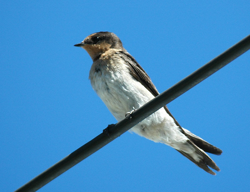 Tahiti Swallow