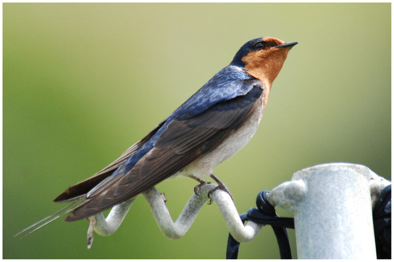 Hirondelle de Tahiti