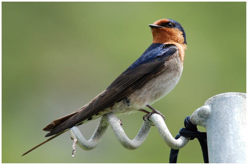 Tahiti Swallowadult