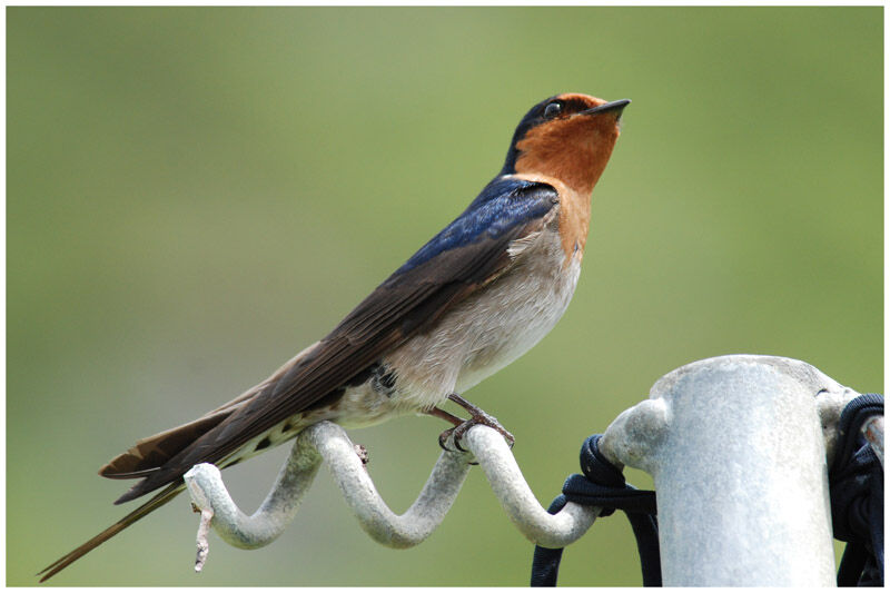 Tahiti Swallowadult