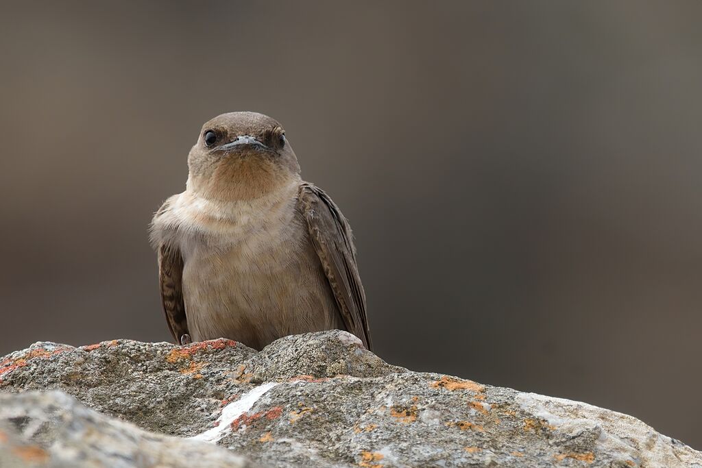 Hirondelle isabellineadulte