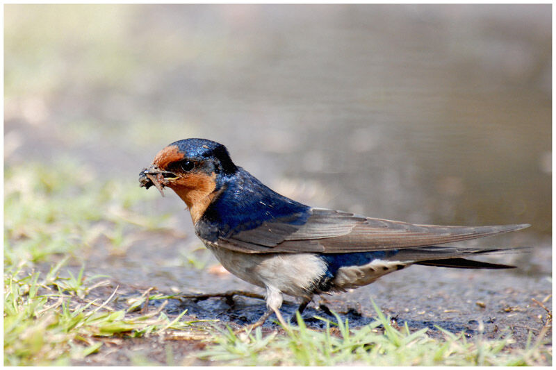 Hirondelle messagèreadulte