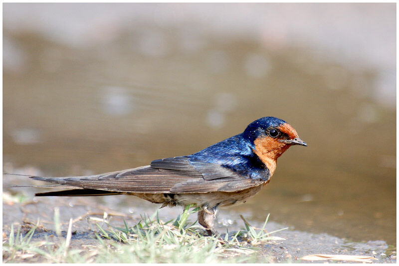 Hirondelle messagèreadulte