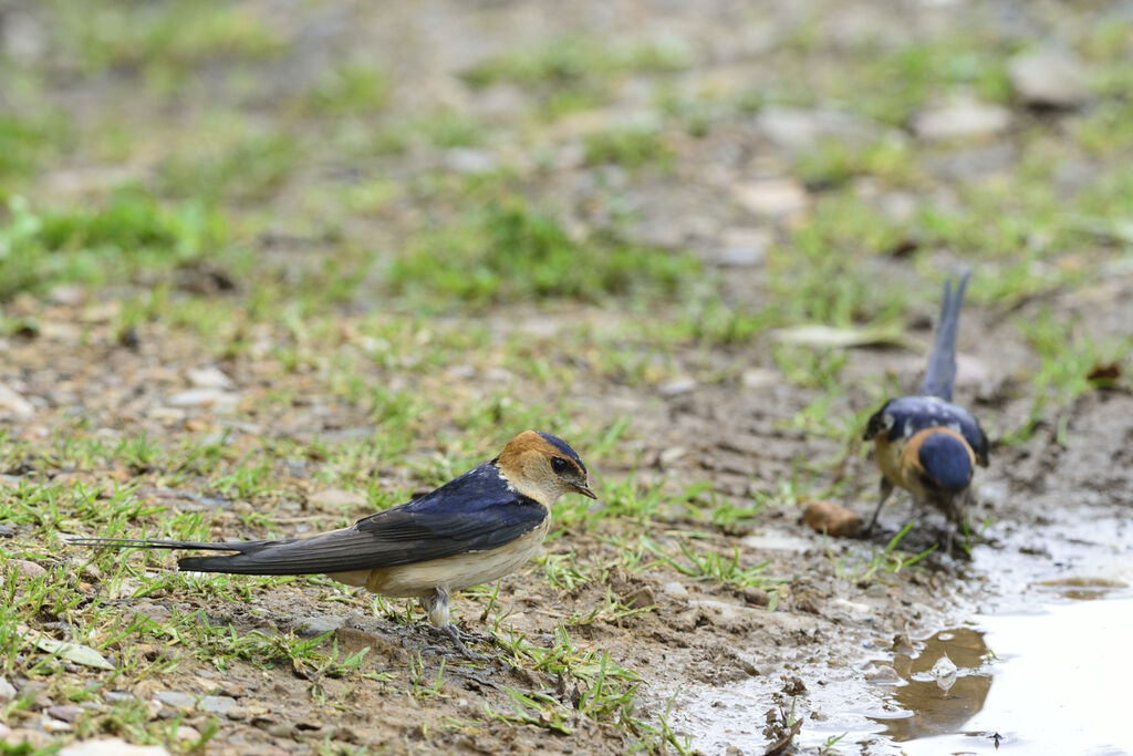 European Red-rumped Swallowadult, Reproduction-nesting