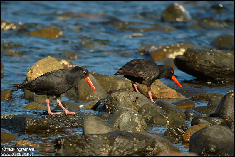Sooty Oystercatcheradult, fishing/hunting