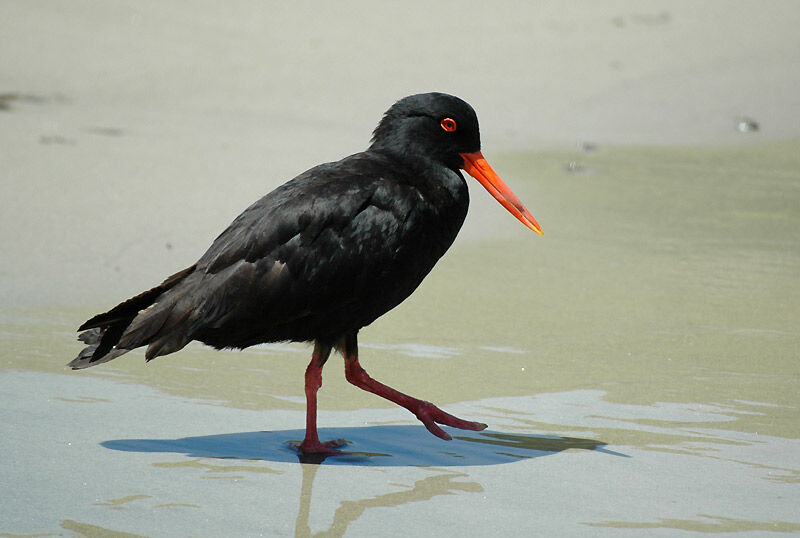 Variable Oystercatcher