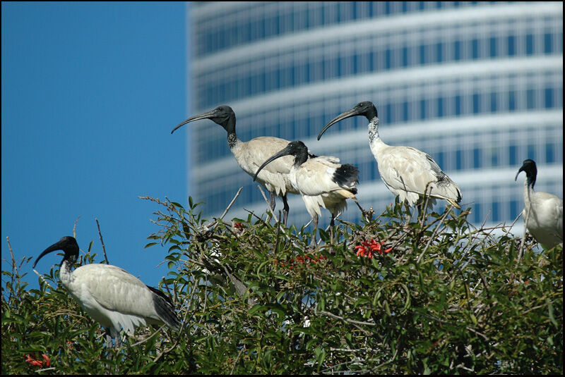 Ibis à cou noir