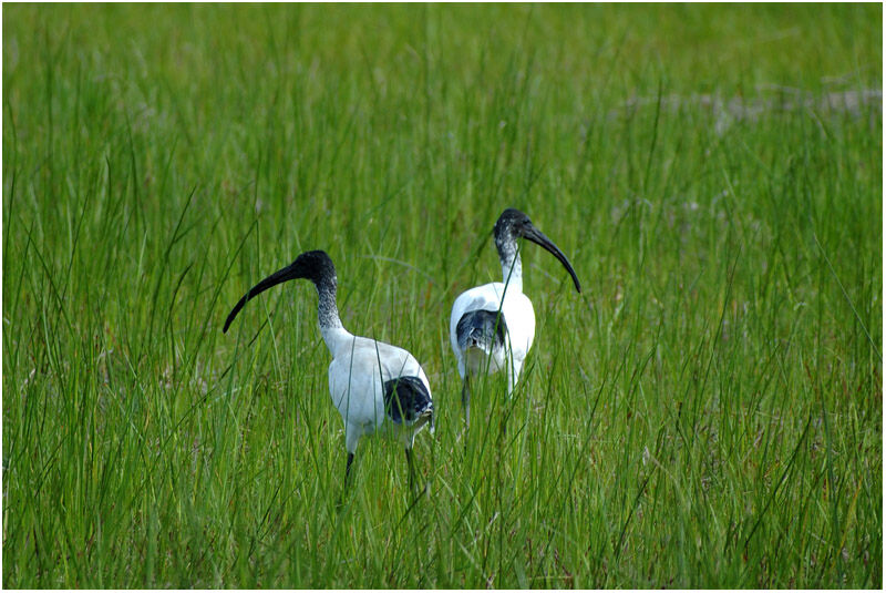 Ibis à cou noiradulte