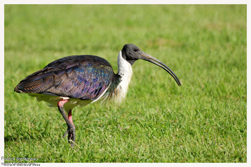 Straw-necked Ibisadult, identification