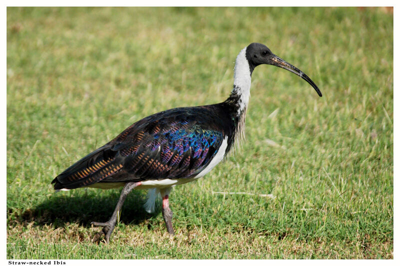 Straw-necked Ibis
