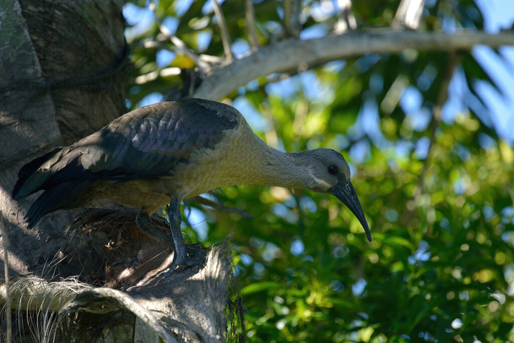Ibis hagedashimmature