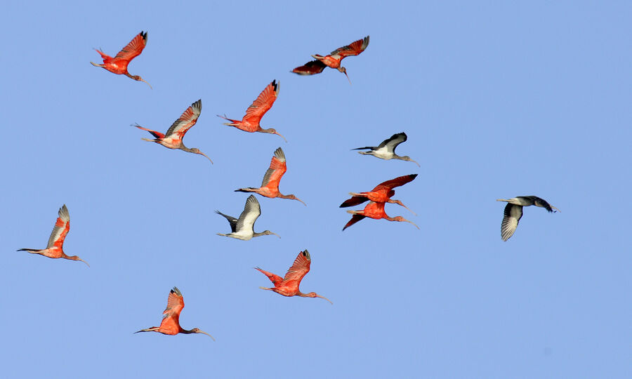Ibis rougeimmature