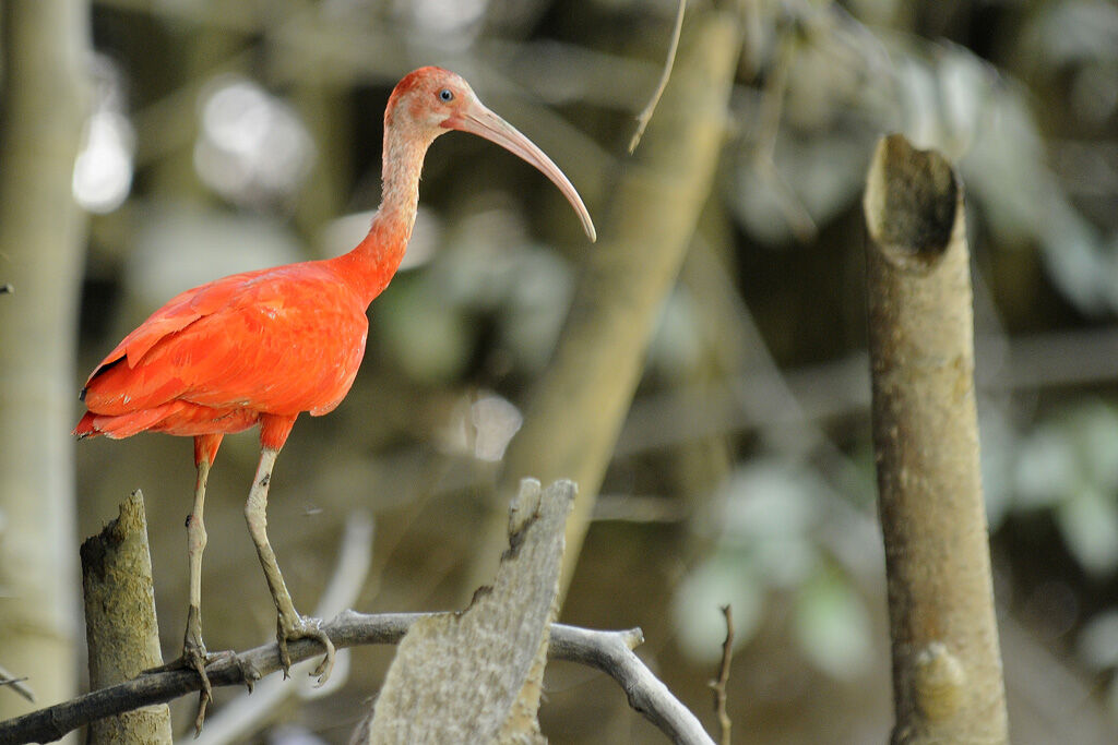 Ibis rougeadulte