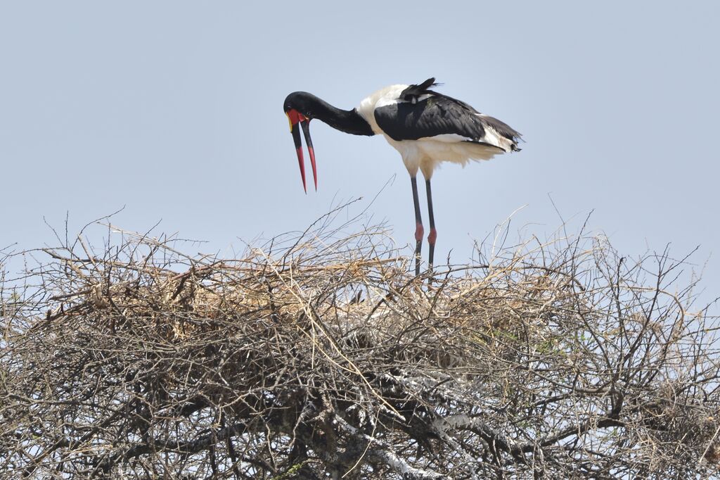 Saddle-billed Stork male adult, Reproduction-nesting