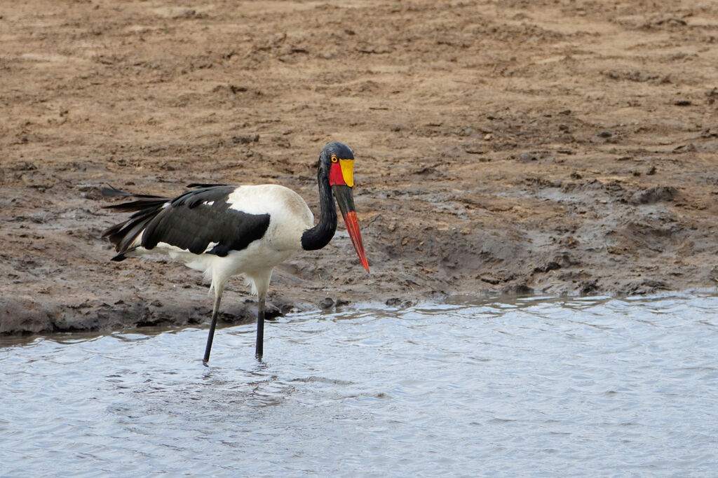 Jabiru d'Afrique femelle adulte