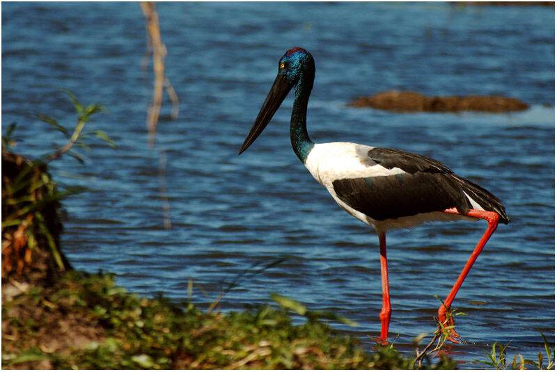 Jabiru d'Asie femelle adulte