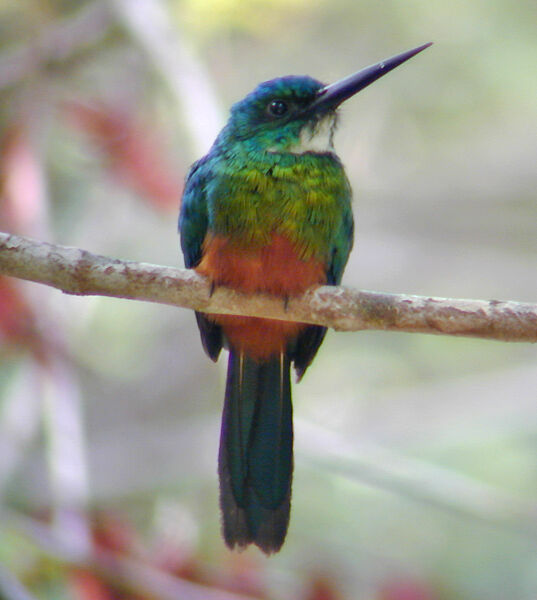 Green-tailed Jacamar