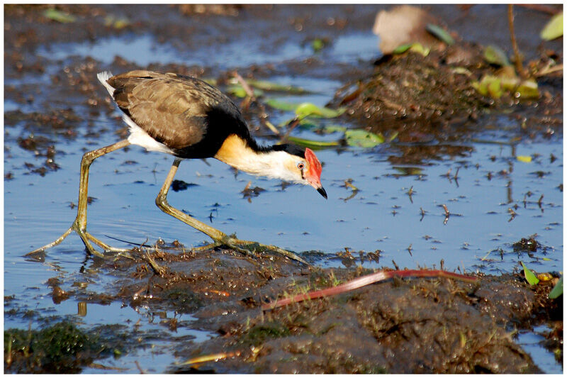 Jacana à crêteadulte