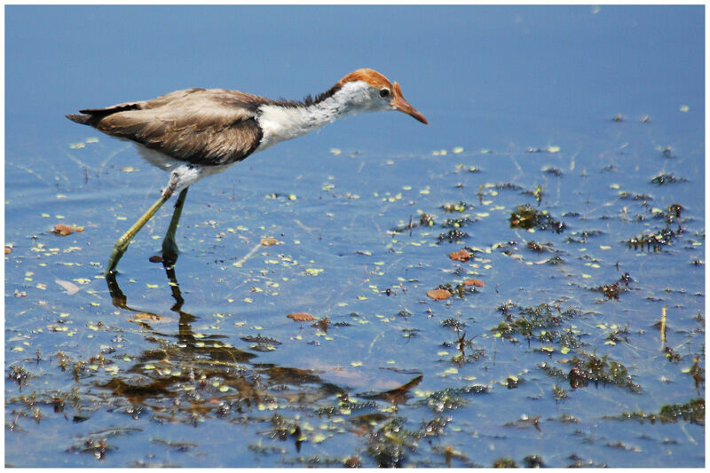 Jacana à crêteimmature