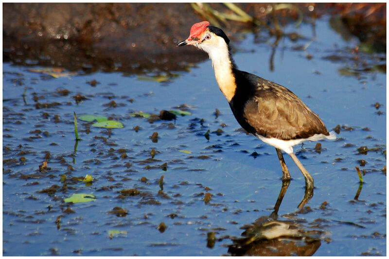 Jacana à crêteadulte